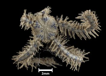 Media type: image;   Invertebrate Zoology OPH-3526 Description: Top of brittle star with a view of the disc.;  Aspect: dorsal